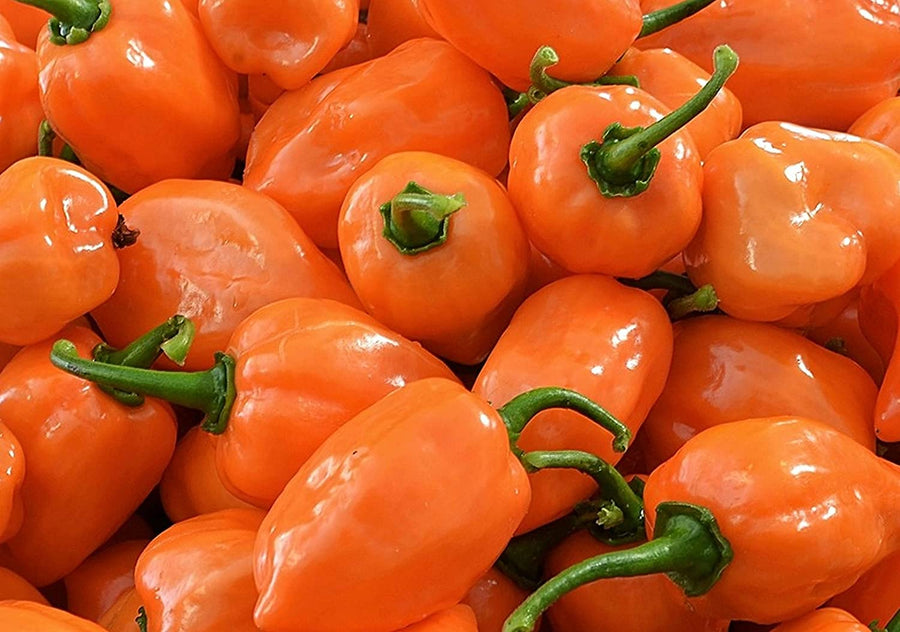 Heirloom Orange Sweet Pepper Garden Seeds