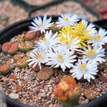Lithops Lesliei Warrenton Living Stone Cactus Seeds for easy-care planting in pots or beds