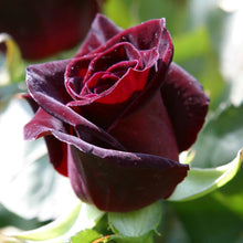 Rose Black Baccara Seeds (Rosa spp.) for a bright addition to the Flower Bed
