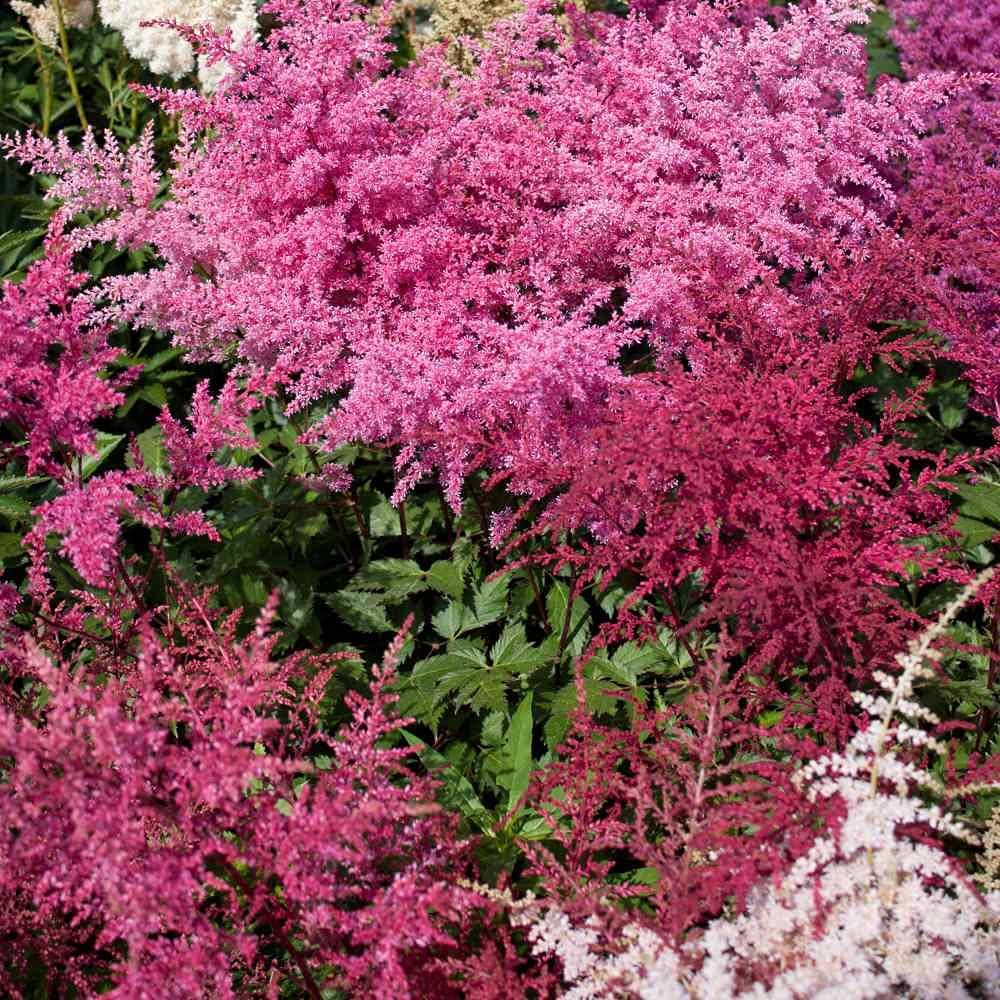 Astilbe Flower ��������� Astilbe spp. ��������� for planting in light blue garden