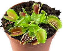 Amaryllis Seeds prized for winter Displays