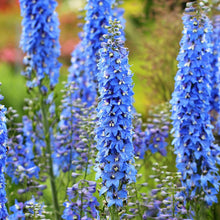 Larkspur Delphinium Consolida Ajacis flower Seeds for a lasting display in the home garden borders and backyard gardening spaces