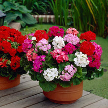 Mixed Geranium Seeds for growers filling out the Vibrant Garden Flowers