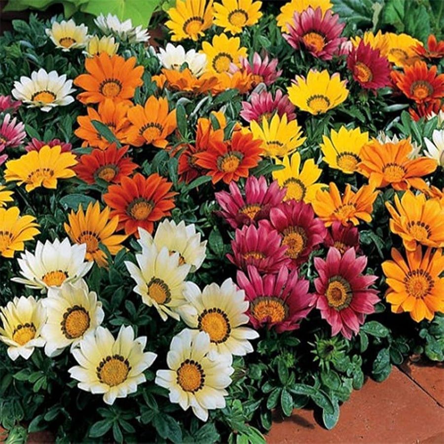 Gazania Rigens bright bloom flower seeds for home garden and edging use - for planting in home garden
