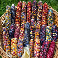 Bean Mix Garden-Sammlung Erbschaft Bio-Saatgut Top Sorten Seeds for a productive addition to the vegetable patch
