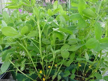Peanut Seeds for gardeners building out beds and borders
