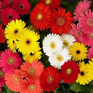 Gerbera Daisy Mixed Colors Hardy Flower - for planting in home garden