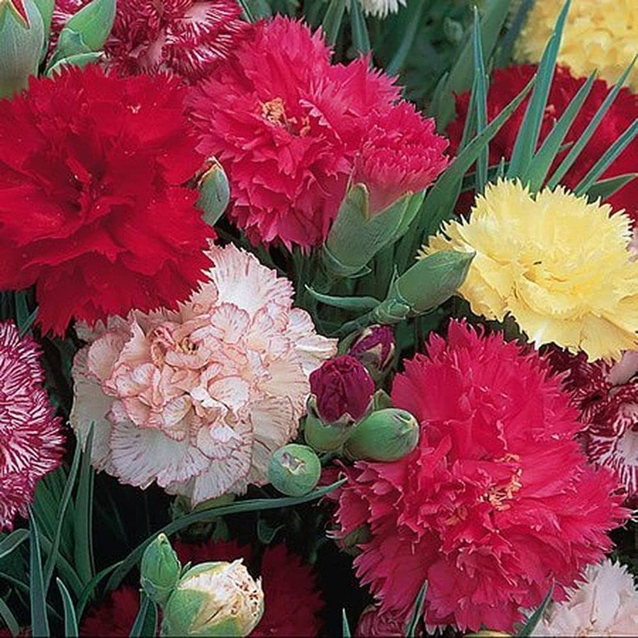 Carnation Dianthus caryophyllus flower seeds for planting in home garden and pots - for planting in home garden