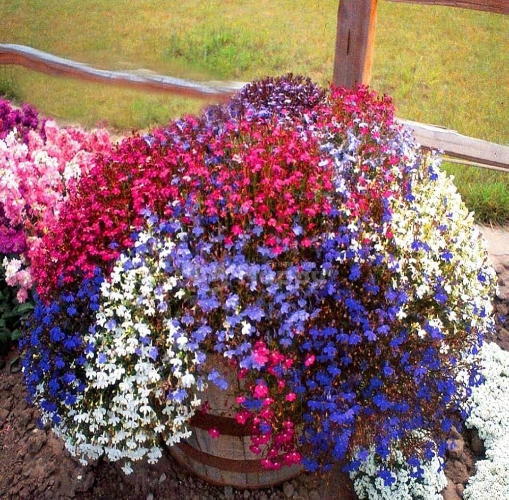 Lobelia Flower Seeds â€“ Cascading Blooms for Hanging Baskets & Borders