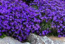 Aubrieta Cascade Purple Rock Cress Seeds (Aubrieta deltoidea) for a lasting display in the rock gardens and border planting