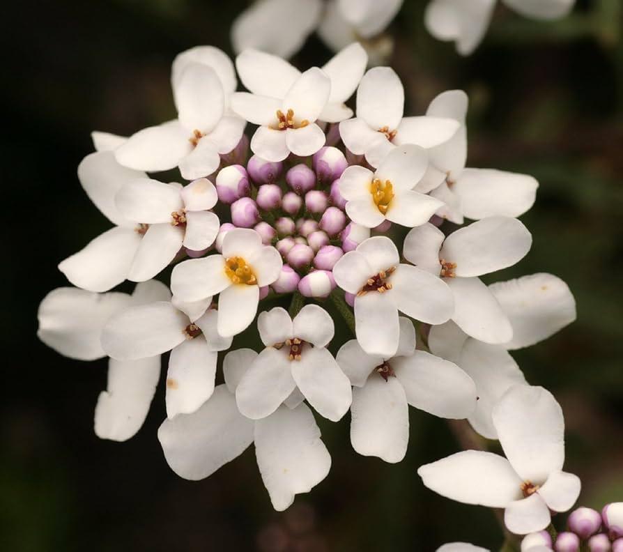 White Empress Candytuft Iberis Amara Flower - for planting in home garden