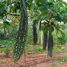 Bitter Melon Seeds (Momordica charantia) for growers stocking the urban gardens and raised beds