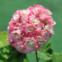 Rare Geranium Seeds for reliable seasonal color