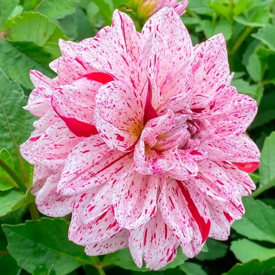 Dahlia mixed color flower seeds for potted gardens