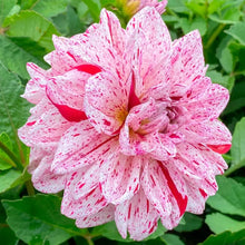 Dahlia mixed color flower seeds for potted gardens