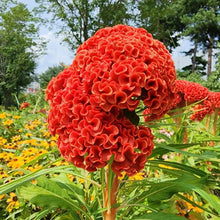 Celosia Giant Brain Crazy Colors Seeds for reliable seasonal color