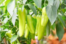 Cayenne Pepper Seeds (Capsicum annuum) for growers stocking the Long Green Variety in Kitchen Garden
