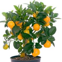 Tree Various Species Rare Orange Bonsai Tree Seeds for a homegrown harvest from the Indoor Decorative Gardens