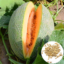 Cantaloupe ‘Heart of Gold’ melon Seeds for growers stocking a kitchen garden