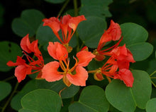 Bauhinia Galpinii Seeds for a bright addition to the Flower Bed