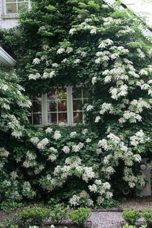 Hydrangea Hydrangea Petiolaris Climbing Seeds for climbing cover in the Trellis, Walls, and Vertical Gardens