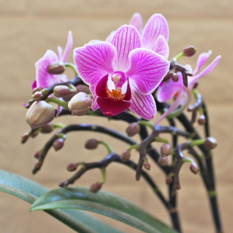 Rare mini Phalaenopsis orchid seeds