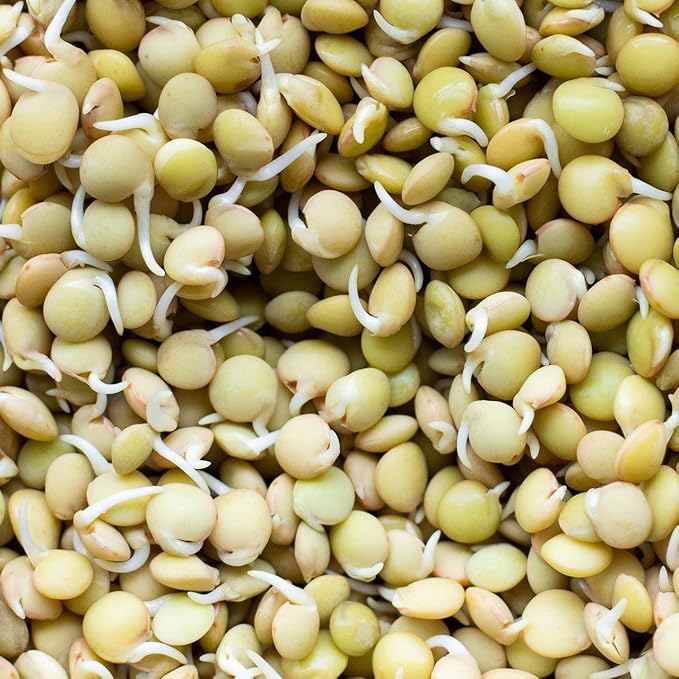 Lentil Sprouts (Lens culinaris) for planting in vegetable garden