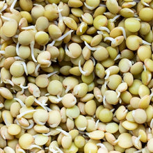 Lentil Sprouts (Lens culinaris) for planting in vegetable garden