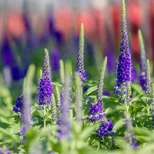 Veronica Seeds (Veronica spp.) for a lasting display in the Flower Cottage Garden