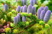 Korean Fir Abies Koreana Bonsai Seeds for long-term planting in the yard