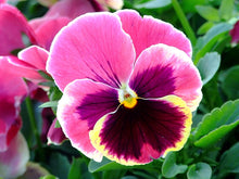 Pansy Rose Pink Seeds for growers filling out the Home Garden Flower Beds Pots