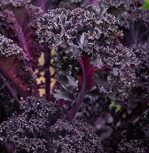 Redbar Kale Brassica oleracea red ornamental kale flower seeds for planting in cold-weather decorative gardens