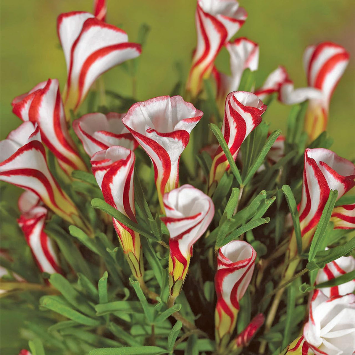 Rose Red Rose Flower - for planting in home garden