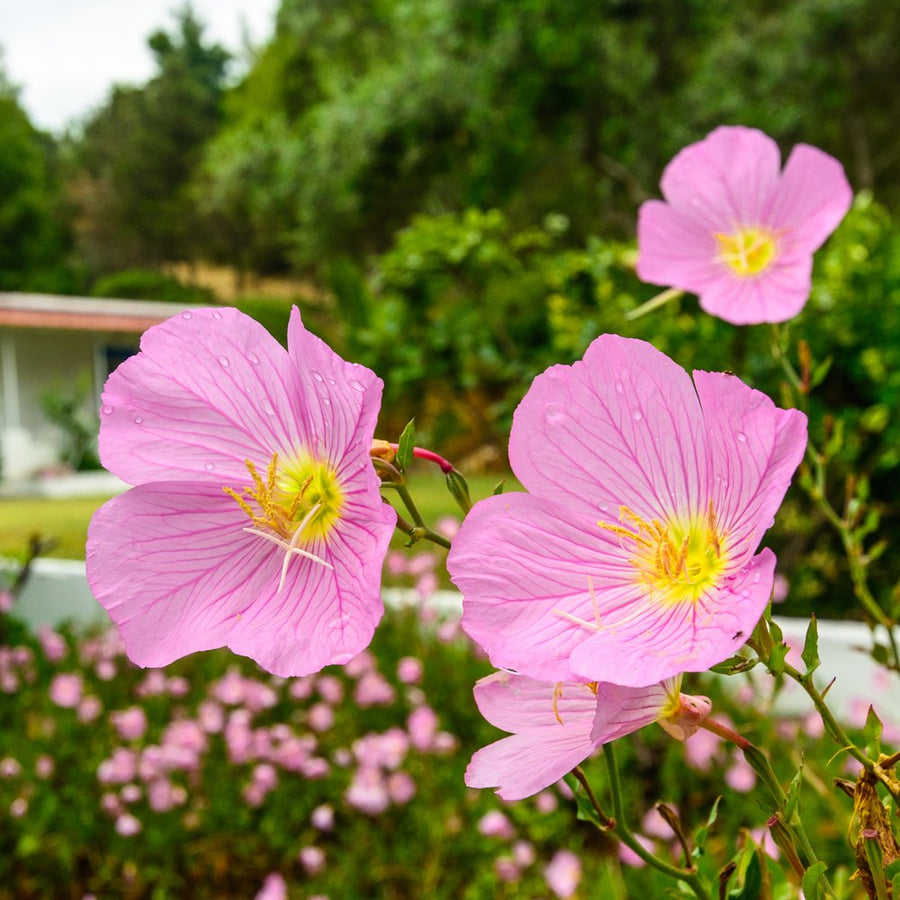 Heirloom Oenothera Drummondii Beach Primrose Seeds