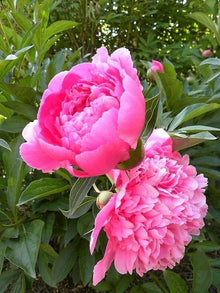 Chinese Peony Seeds (Paeonia lactiflora) for seasonal color across the Flower Bed & Garden