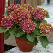 Hydrangea Seeds (Hydrangea macrophylla) for trellises and fences in the Home Garden & Flower Bed