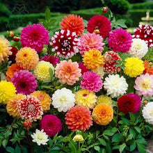 Double Dahlia Mini Mary for garden flower planting