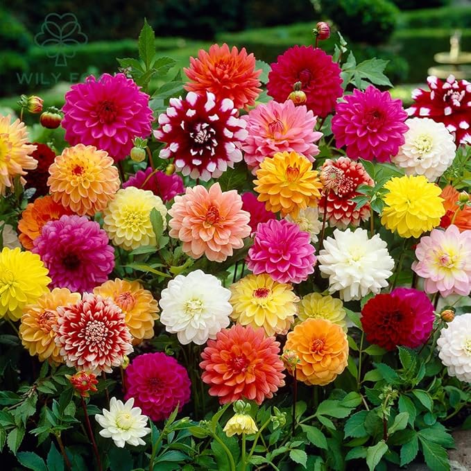 Double Dahlia Mini Mary for garden flower planting