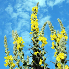 Woolly Mullein Seeds for a colorful addition to any planting