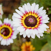 Painted Daisy Mix Seeds (Tanacetum coccineum) for growers filling out the Flower Cottage Garden