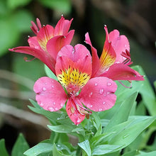 Peruvian Lily Alstroemeria White Mixed Seeds for gardeners building out beds and borders
