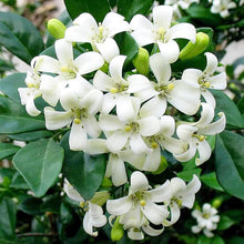 Jasmine Murraya Paniculata Orange Seeds for sweet homegrown fruit in the Indoor Tropical Gardens