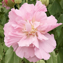 Hibiscus Mutabilis Confederate Rose Seeds for a colorful addition to any planting