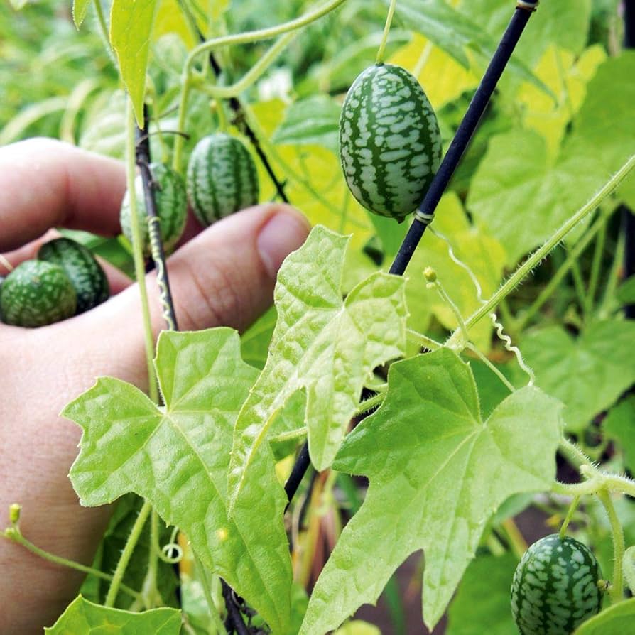 Cucamelon Mini Watermelon Seeds