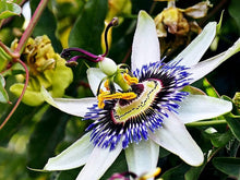 Passiflora Passion Seeds prized for growing Rare Passionfruit Bonsai or Vines