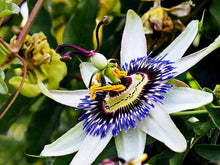 Passionflower Passiflora Incarnata flower Seeds for a bright addition to the backyard gardening and vertical garden spaces