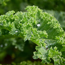 Blue Curled Scotch kale seeds