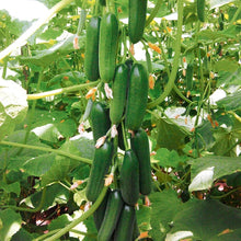 Mini Cucumber Seeds (Cucumis sativus) for growers stocking the Potted Urban Gardens