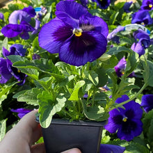 Pansy flower Inspire Blue Velvet Seeds for a bright addition to the long-lasting annual garden color