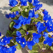 Bougainvillea Spectabilis Seeds for gardeners building out beds and borders